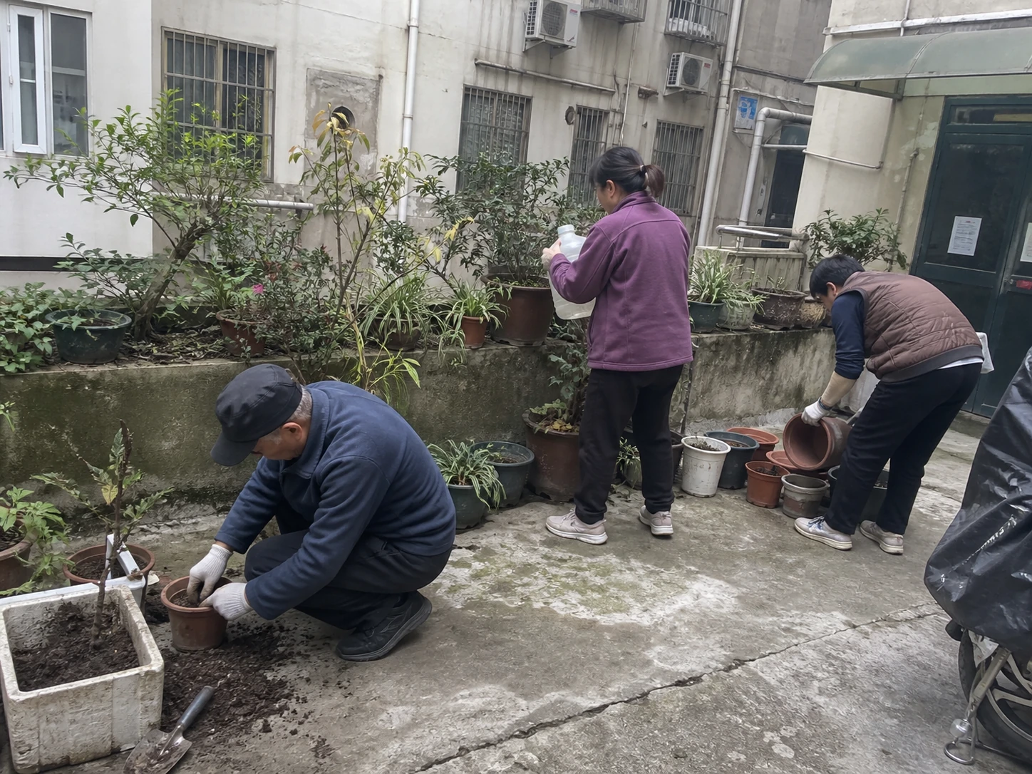 居民在普通社区院子里一起整理花盆、照料植物